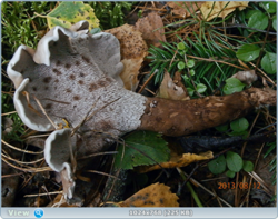 0_11b7cd_8cb7316a_orig.png
