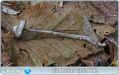 0_f385e_4225a1a5_orig.png