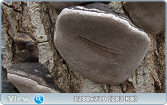 0_103de3_29320f62_orig.png