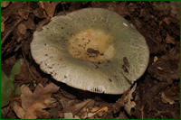 0_e61b6_f5eb5721_orig.png
