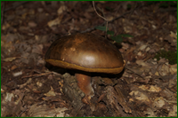 0_e6224_e8e53dd8_orig.png