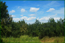 0_e6bb1_eb466a41_orig.png