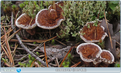 0_10f854_96ac008b_orig.png