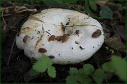 0_1267c7_9ba21854_orig.jpg