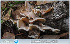 0_1121ef_f6da6ba3_orig.png