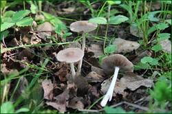0_122340_96c74677_orig.jpg