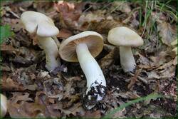 0_131868_6212b796_orig.jpg
