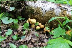 0_142e55_67728326_orig.jpg