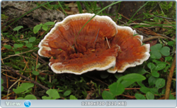 0_10c77c_a26389d_orig.png