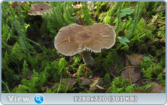 0_113065_598e27a5_orig.png