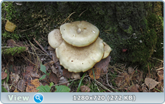 0_113073_de76d5a6_orig.png