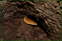 0_e6190_ad36b8ad_orig.png
