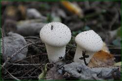 0_130d41_660bc181_orig.jpg