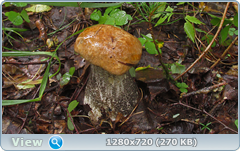 0_110562_82687c4d_orig.png