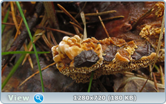 0_110673_be4fa82b_orig.png