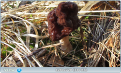 0_e246e_5016517c_orig.png