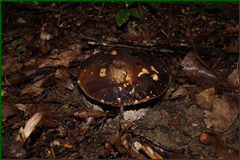 0_e62bb_9953ca6f_orig.png