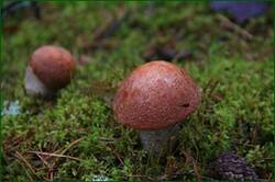 0_12923d_92b25b1a_orig.jpg