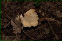 0_e61ae_bbb77421_orig.png