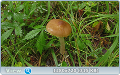 0_112b39_54bb31f_orig.png