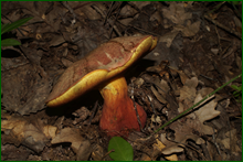 0_e6bcf_91fe1b76_orig.png