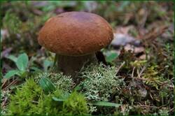 0_1291b9_40c3b8db_orig.jpg