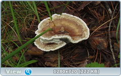 0_10de35_47ac246e_orig.png