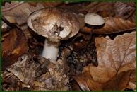 0_ef73a_72650166_orig.jpg