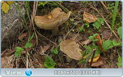 0_10f301_5e8d7528_orig.png