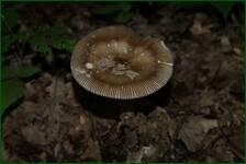 0_fc655_d47bf7cd_orig.jpg