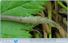 0_109262_9c9e599e_orig.png