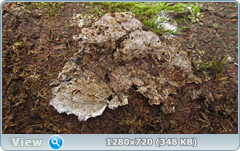 0_115086_8e34c287_orig.png