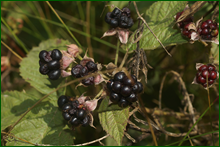 0_e6bb7_3c6ac874_orig.png