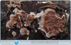 0_1158d1_112fa599_orig.png