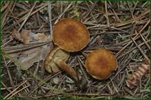 0_e9d65_545b8024_orig.jpg