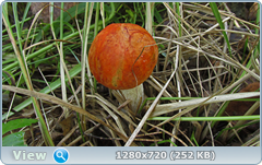 0_1120c9_74503a41_orig.png
