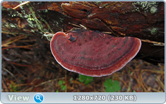 0_10c4fb_ed36213a_orig.png