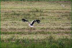 0_126803_d6307788_orig.jpg