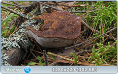 0_11225a_7a2c5374_orig.png
