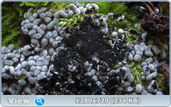 0_1133ca_6a55cf94_orig.png