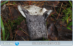 0_10b530_f68890f8_orig.png