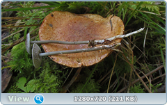 0_112ad1_9d23238a_orig.png