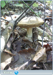 0_130ba5_903d8d4_orig.png