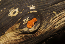 0_dfa48_9a6f76a5_orig.png