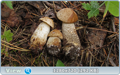 0_fb7ed_76029e37_orig.png