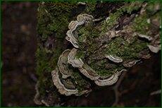 0_c7173_393e61cc_orig.jpg