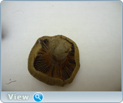 0_1305d3_14574515_orig.png