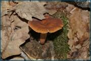0_d0c89_fda8faea_orig.jpg