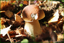 0_10c0e2_c156055f_orig.png