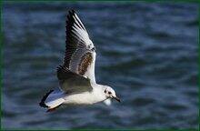0_c683a_a98f3f71_orig.jpg